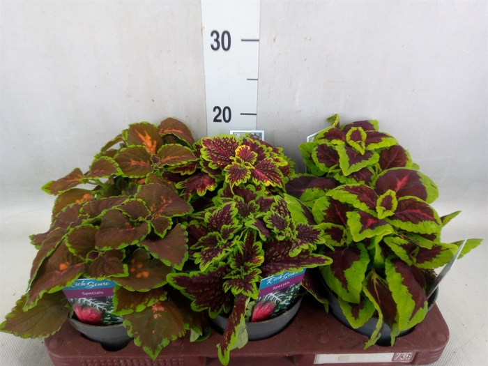 <h4>Plectranthus col.   ...mix</h4>