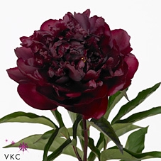 Paeonia Highlight