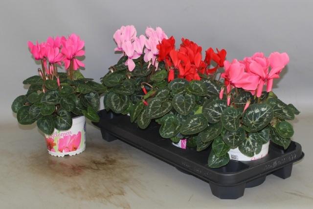 <h4>CYCL GR SUP XL</h4>