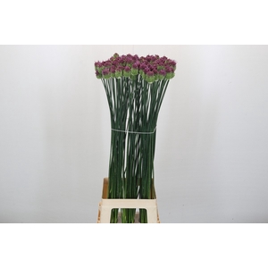 Allium Sphaerocephalon