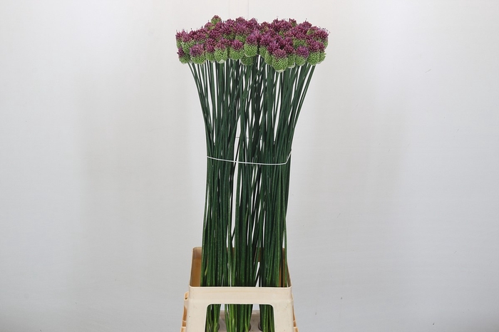 Allium Sphaerocephalon