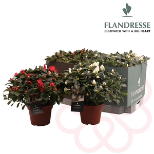 Azalea Flandresse® 'mix tray rood & wit' 30 - 32 cm