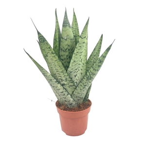 Sansevieria Zeylanica Fan 12 cm