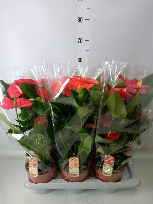 <h4>Anthurium   ...mix 4</h4>