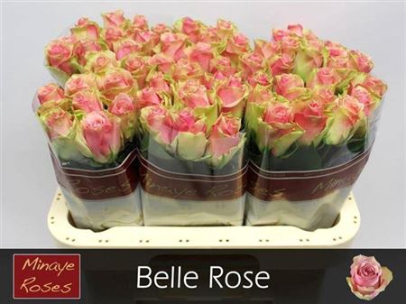 <h4>R Gr Belle Rose</h4>