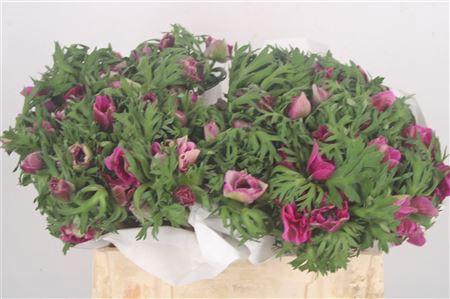 <h4>Anemone Mistral Fuchsia</h4>