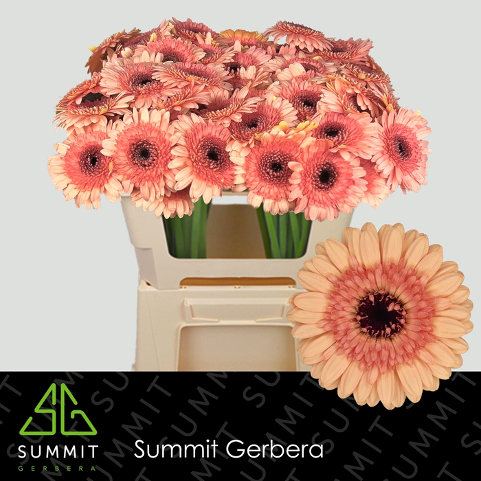 <h4>Gerbera mini Oreo</h4>