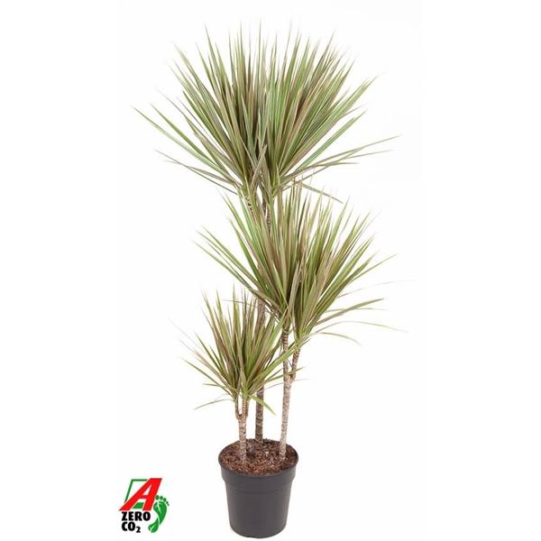 <h4>Dracaena marginata Bicolor</h4>