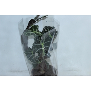ALOCASIA POLLY P17