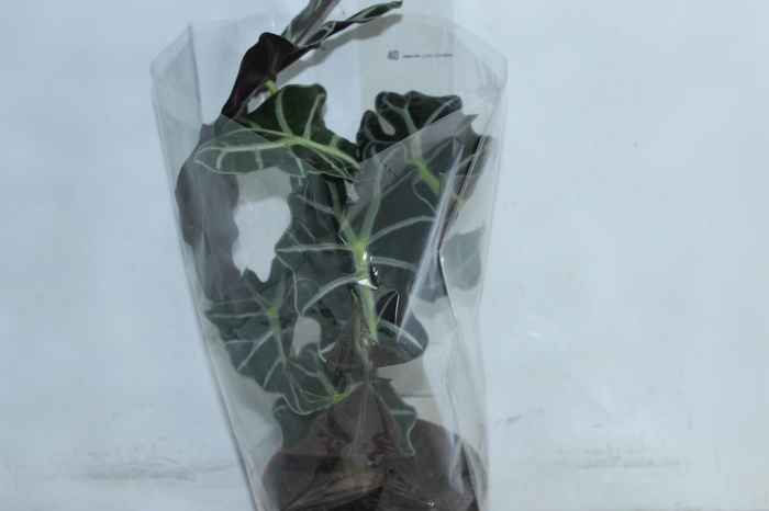 <h4>ALOCASIA POLLY P17</h4>