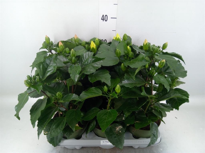 <h4>Hibiscus rosa-sin.   ...mix</h4>