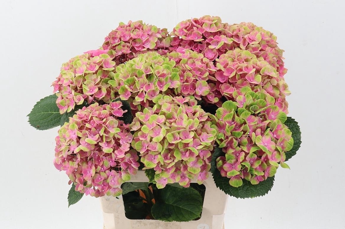 <h4>Hydr M Mag Amethyst</h4>