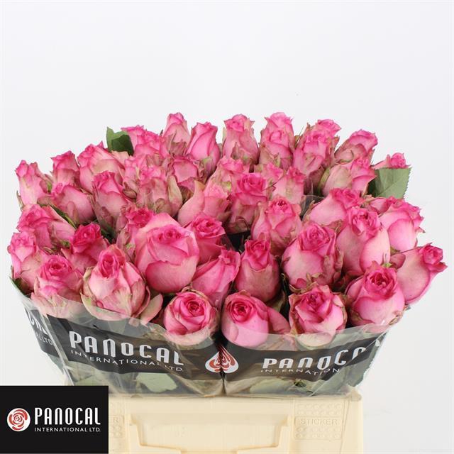 R GR PINK SHADOW