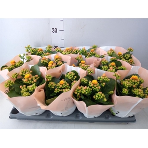 Kalanchoe blos.   ..