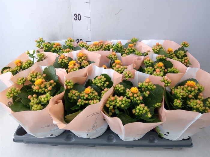 <h4>Kalanchoe blos.   ..</h4>