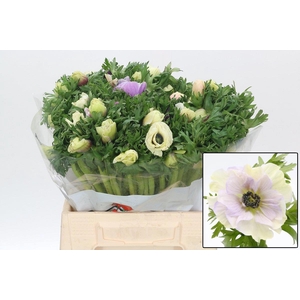 ANEM CO GALIL PASTEL