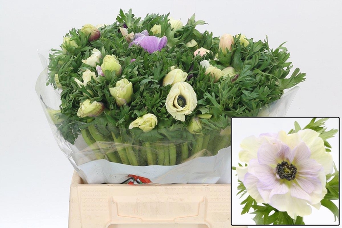 <h4>ANEM CO GALIL PASTEL</h4>