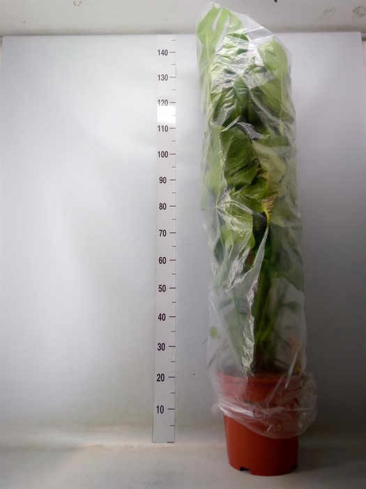 <h4>Monstera delic.</h4>