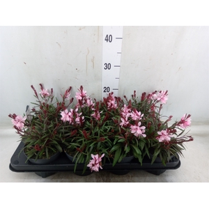 Gaura lindheimeri   ...