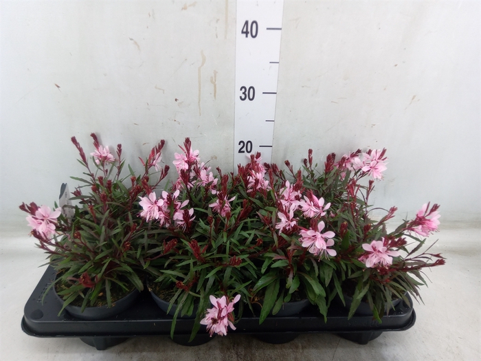 <h4>Gaura lindheimeri   ...</h4>