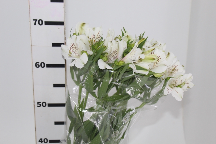 <h4>ALSTROEMERIA WHITNEY 080 CM</h4>