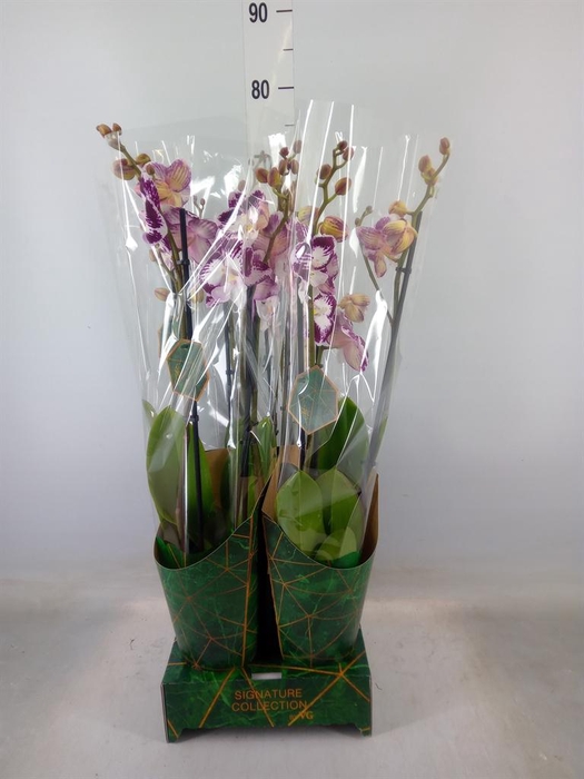 <h4>Phalaenopsis   ...</h4>