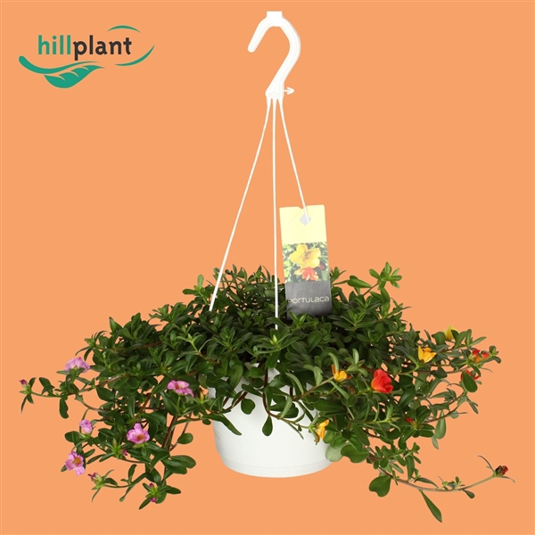 <h4>Portulaca gemengd in pot</h4>