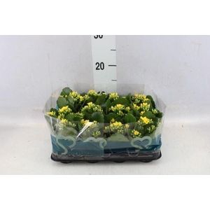 Kalanchoe blos.   ..