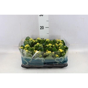 Kalanchoe blos.   ..