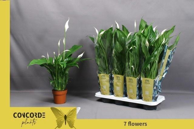 <h4>SPATH SWEET CHICO</h4>