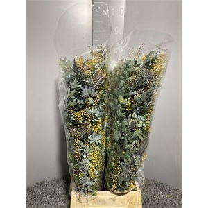 Acacia Baileya Bl Bs