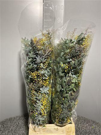 <h4>Acacia Baileya</h4>