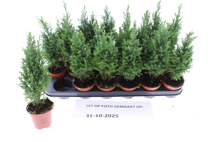 <h4>CHAM L ELLWOODII</h4>