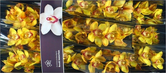 <h4>Cymbidium Esther</h4>