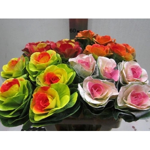 Brassica Mix
