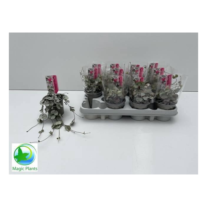 <h4>CEROP WO SILVE GLORY</h4>