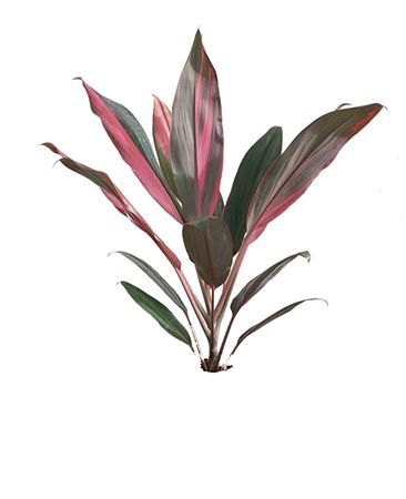 Cordyline Lang Red Sister