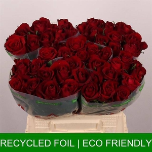 R Gr Ever Red Extra Lolo
