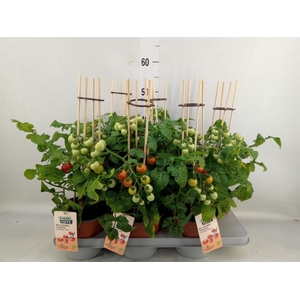 Solanum lycopersicum   ...