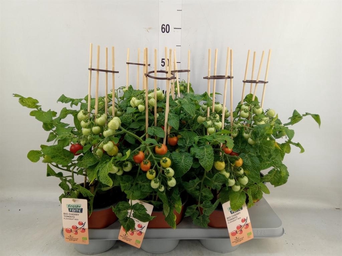 <h4>Solanum lycopersicum   ...</h4>