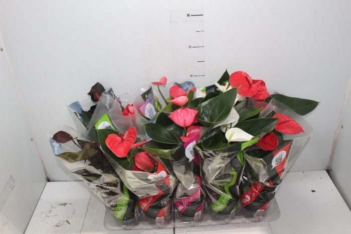 <h4>ANTHURIUM VARIADO P12</h4>