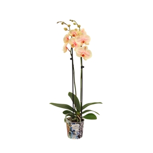 Potcover I Am Coloured Phal I Am Sunshine 2T14+