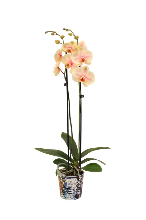 <h4>Potcover I Am Coloured Phal I Am Sunshine 2T14+</h4>