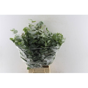 Euc Cinerea Per Bos