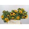 Helianthus Orange Fire