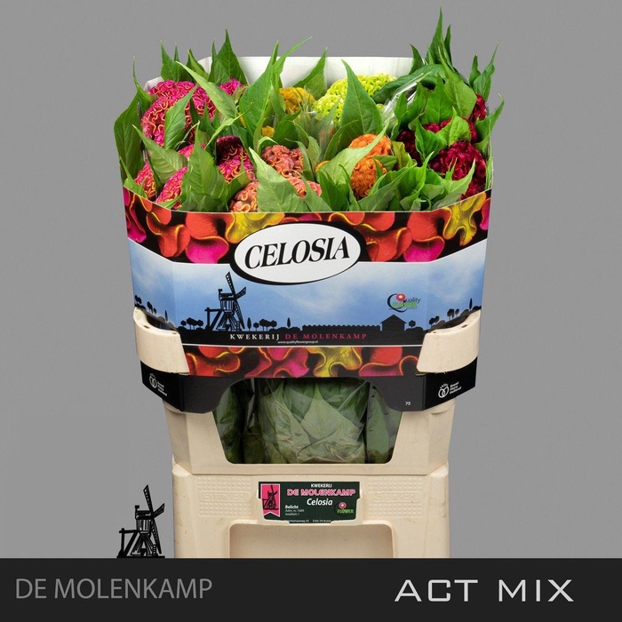 <h4>CEL C ACT GEM FUST</h4>