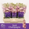 Matth Stox Champagne