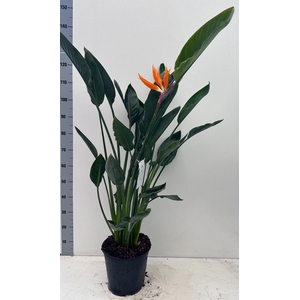 STRELITZIA REGIN BL