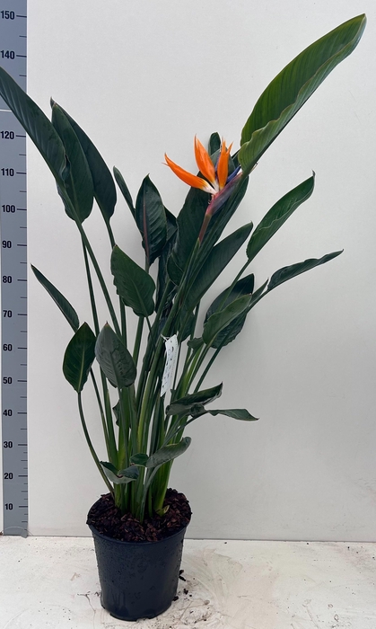 <h4>STRELITZIA REGIN BL</h4>