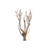Syringa Branch Extra Lenoir